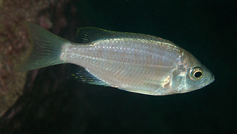 Copadichromis virginalis 'Manda'